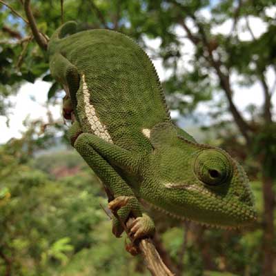 Livingstonia - noord Malawi