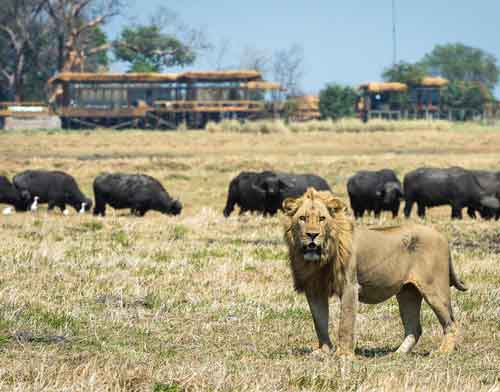 Shumba Camp - Kafue Zambia