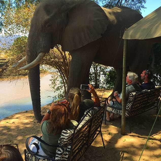 Goliath Safari Camp - Mana Pools Zimbabwe