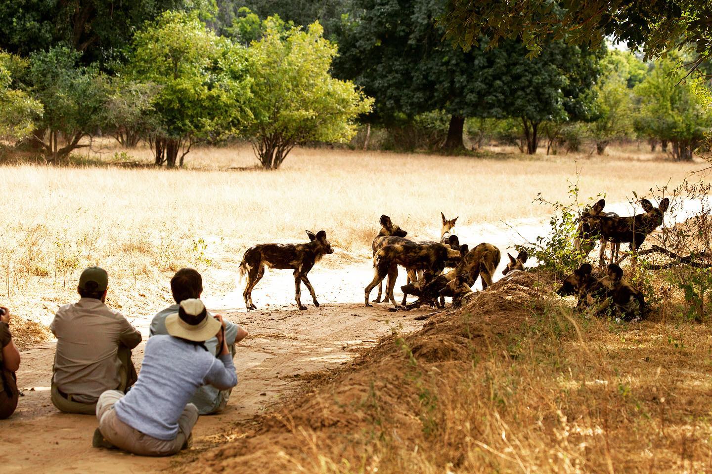 Goliath Safari Camp - Mana Pools Zimbabwe