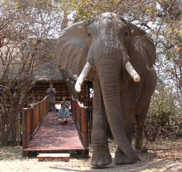 Vundu Camp - Mana Pools Zimbabwe