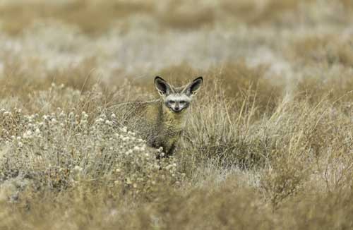 Kalahari Safari Botswana