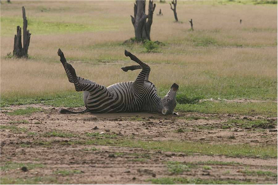 Green season safari Green season safari