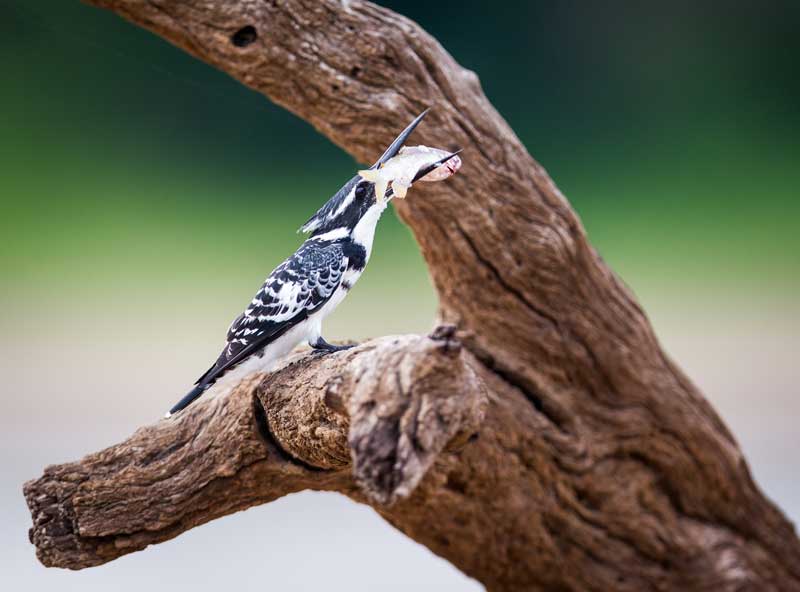 Green season safari Green season safari