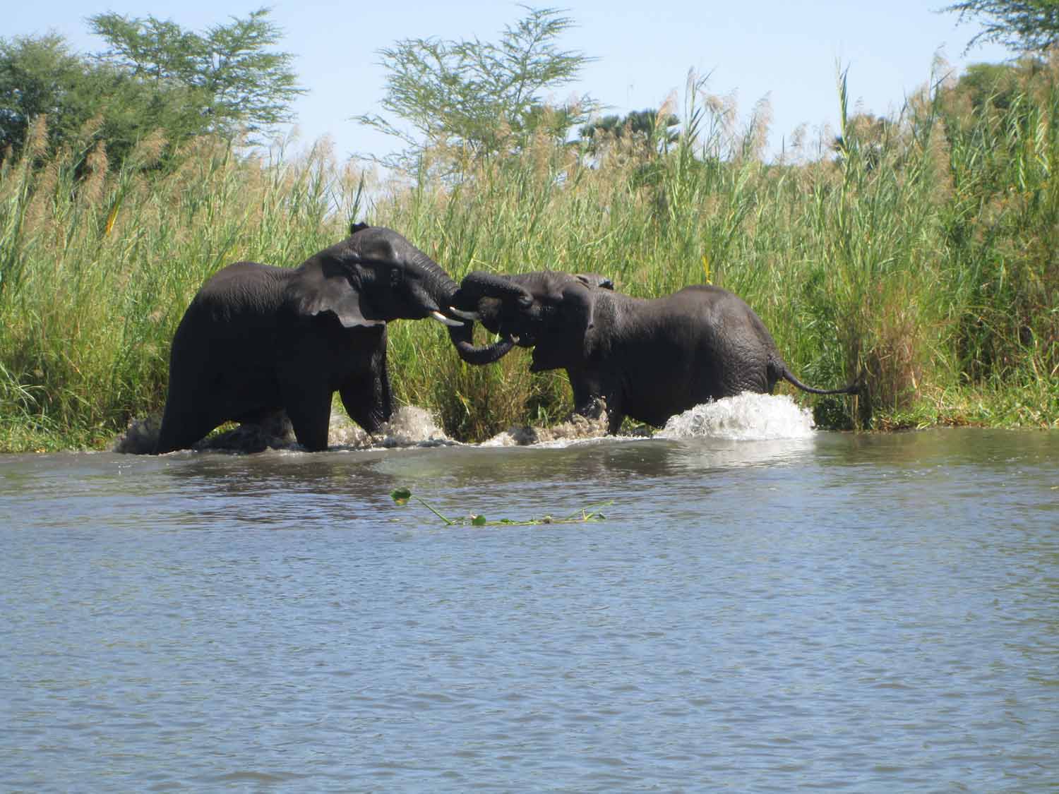 Liwonde National Park in Malawi