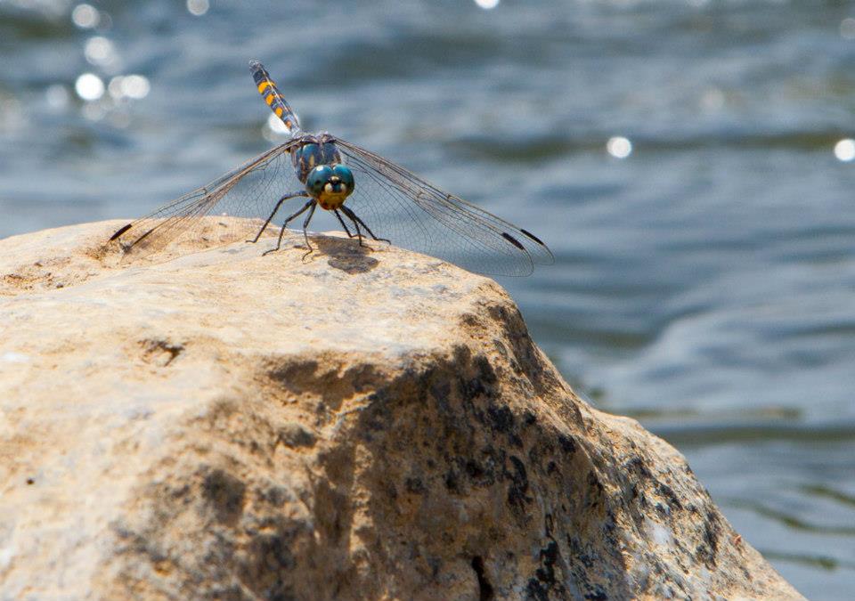 Nkhotakota Game Reserve Nkhotakota Game Reserve Malawi