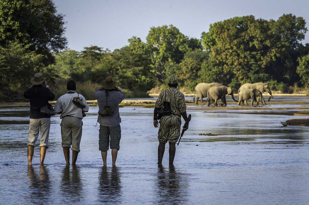 wandelsafari's South Luangwa South Luangwa National Park Zambia