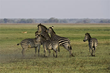 Kafue Busanga Plains Kafue National Park Zambia