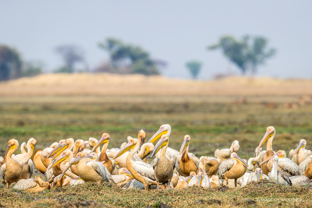 Kafue Busanga Plains Zimba Safaris | Kafue National Park Zambia
