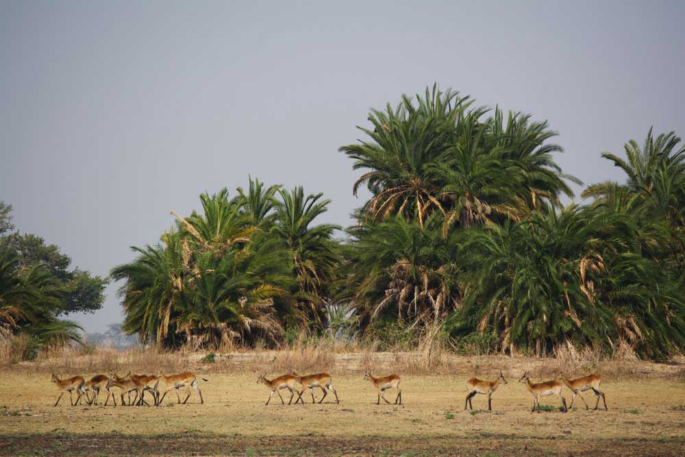 Kafue Busanga Plains Zimba Safaris | Kafue National Park Zambia