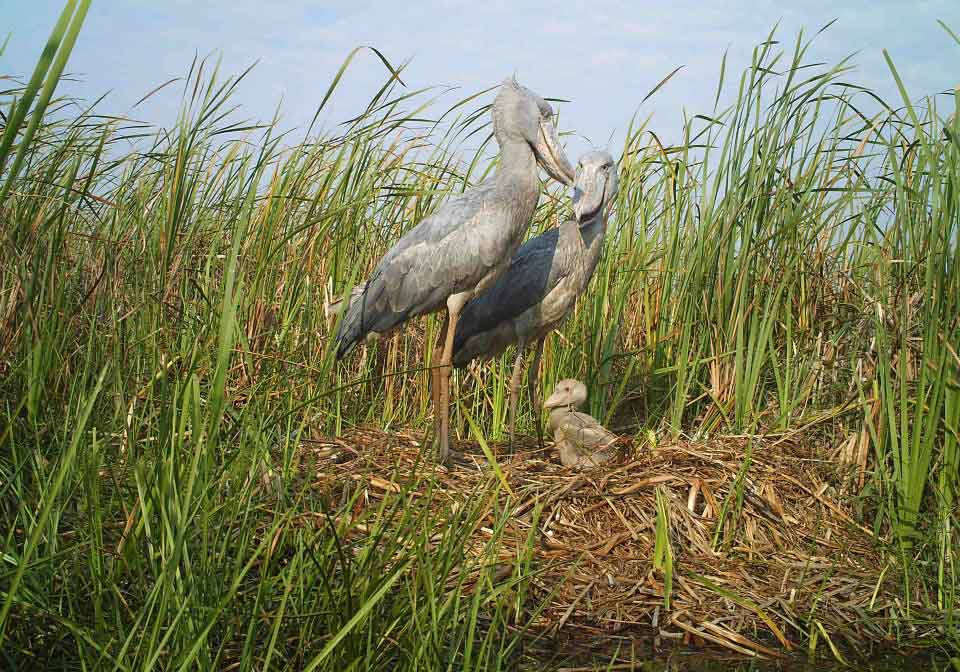 Bangweulu Moerassen Bangweulu Moerassen Zambia