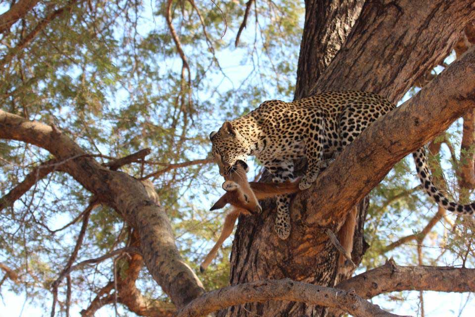 South Luangwa National Park Zambia