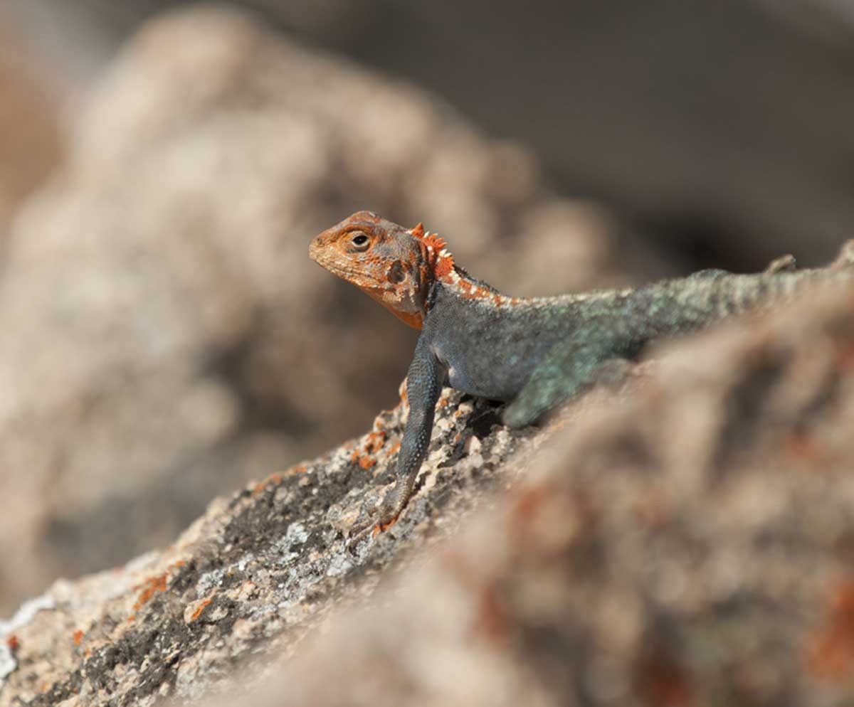 Zimbabwe Matobo Hills Matobo Hills Zimbabwe