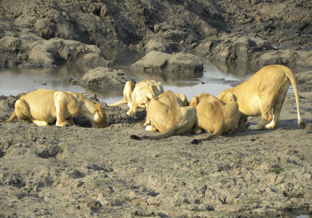 Chobe National Park Chobe National Park Botswana