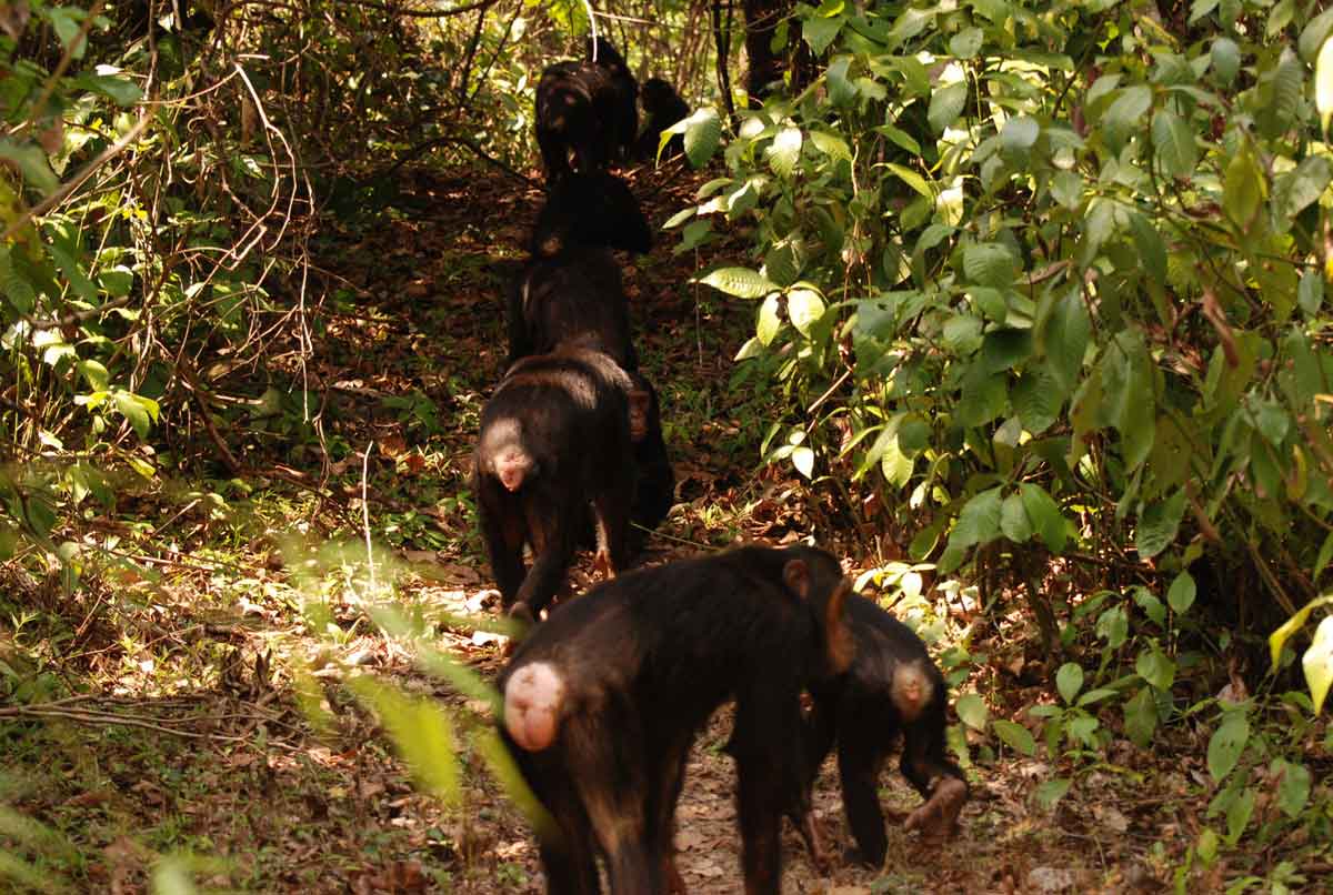 Gombe Stream - Chimpansee Trekking Gombe Stream - Chimpansee Trekking Tanzania