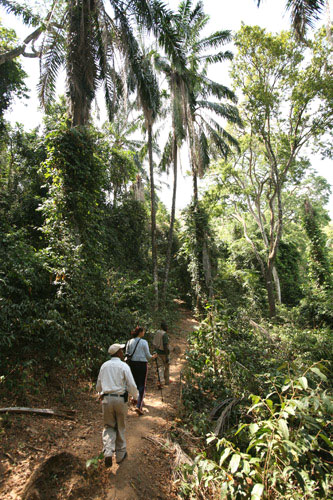 Gombe Stream - Chimpansee Trekking Gombe Stream - Chimpansee Trekking Tanzania