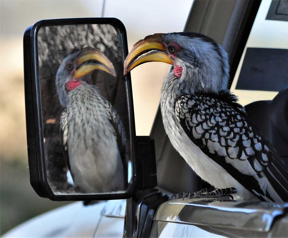 Game drive in Hwange National Park