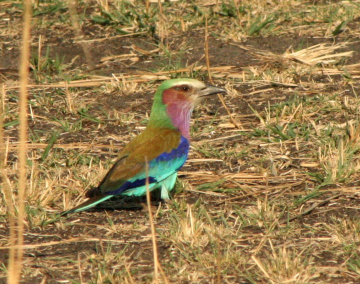 Katavi safari Tanzania