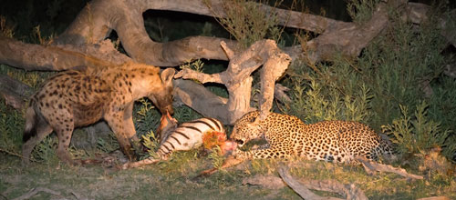 Linyanti Game Reserve Linyanti en Savuti regio in Chobe NP