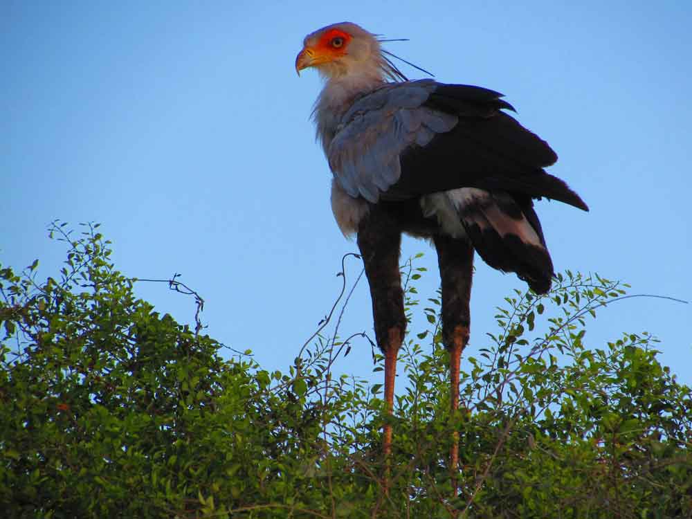 Matusadona National Park Zimbabwe