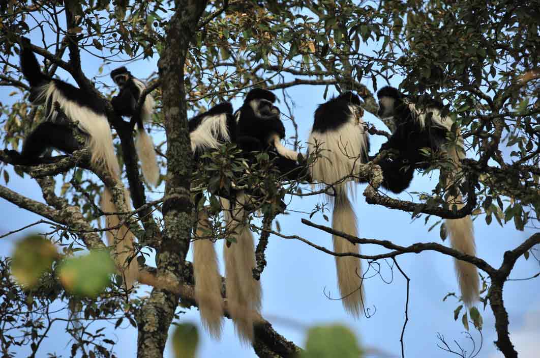 Mount Meru wandeling Mount Meru wandeling Tanzania