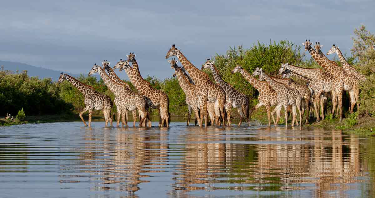 Selous Game Reserve Selous safari Tanzania