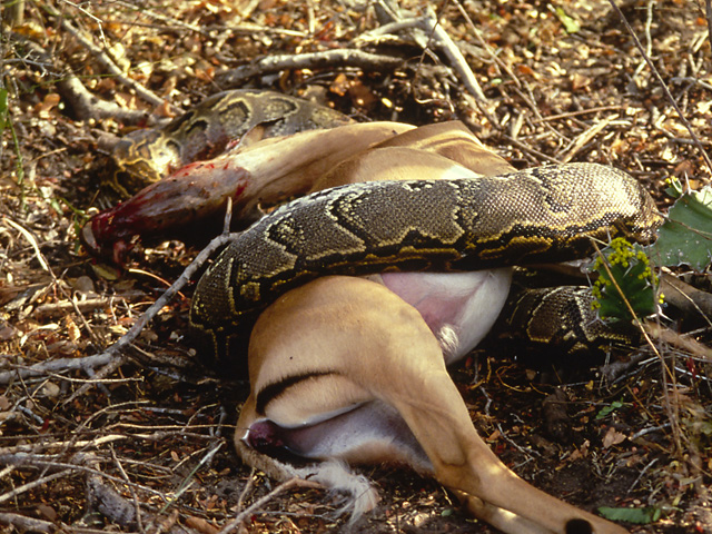 Selous Game Reserve Selous safari Tanzania